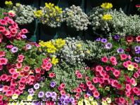 Imagine atasata: Glissando Garden Center - 2015.05.19 - 04.jpg
